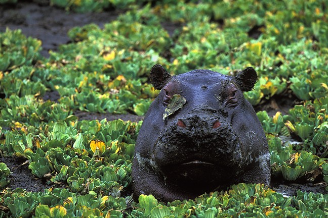 Hippopotamus Water Lettuce
