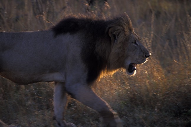 Male Lion Stalking Prowling