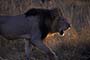 Africa, Serengeti - Male Lion Stalking Prowling