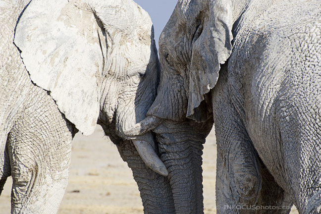 Infocusphotos : WMEDIG009 Elephants (Loxodonta africana) Greet at Mud Bath, Etosha National Park, Namibia