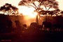 Elephants at Sunset Africa Tanzania Serengeti