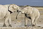 Infocusphotos : WMEDIG022 Two Desert Elephants (Loxodonta africana) Greet Each Other in Exhuberance with a Spring.jpg