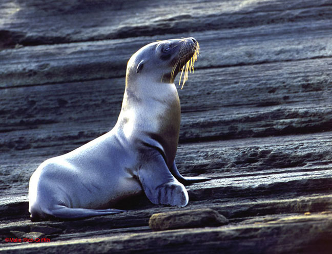 Baby Seal Galapagos Islands