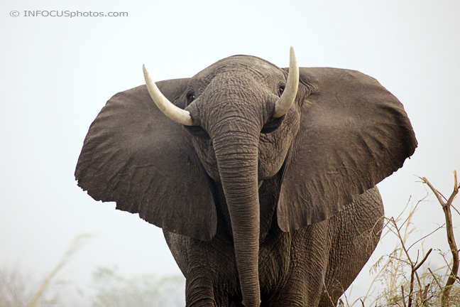Infocusphotos : WMEDIG053 Elephant (Loxodonta africana) Closeup in Linyanti Swamp, Namibia