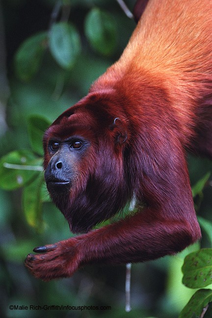 Red Howler Monkey Amazon Peru