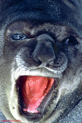 Female Elephant Seal South Georgia Antarctic