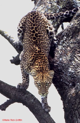 Descending Leopard