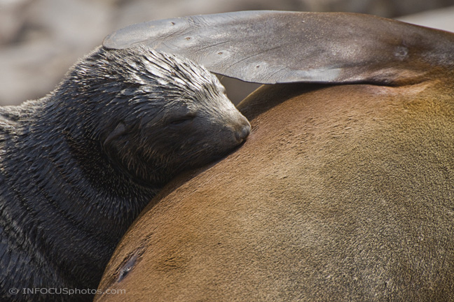 Infocusphotos : WMSLDIG010 Baby Cape Fur Seal (Arctocephalus pusillus) Nursing, Cape Cross, Namibiae