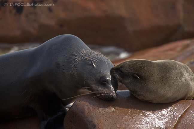 Infocusphotos : WMSLDIG019 Wet Cape Fur Seal Pup (Arctocephalus pusillus) Kissing Mother, Cape Cross Seal Colony, Namibia