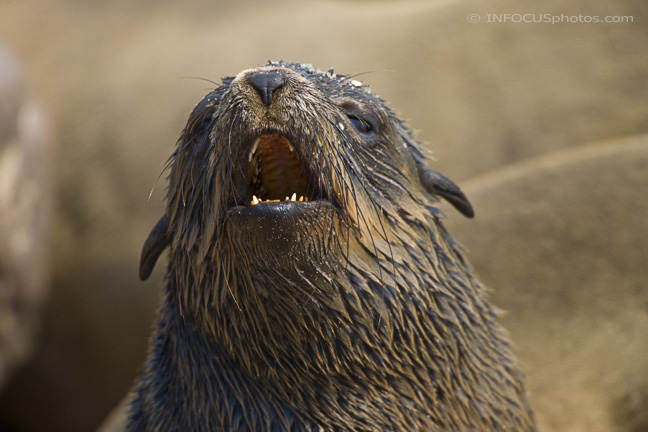 Infocusphotos : WMSLDIG044 Cape Fur Seal Pup (Arctocephalus pusillus), Cape Cross Seal Colony, Namibia