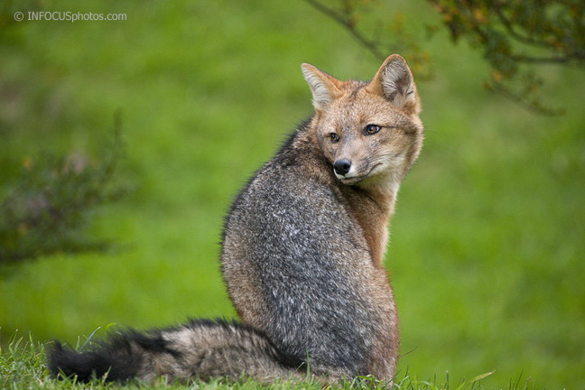 Infocusphotos : Curious Red Fox Kit in Torres del Paine National Park