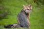 Infocusphotos.com - Chile : Curious Red Fox Kit in Torres del Paine National Park