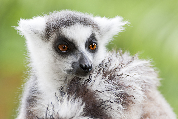 Ring-tailed Lemur Portrait, Berenty Reserve,  Madagascar