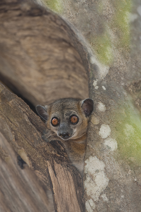 Sportif Lemur in Tree Home, Kirindy Forest, Madagascar