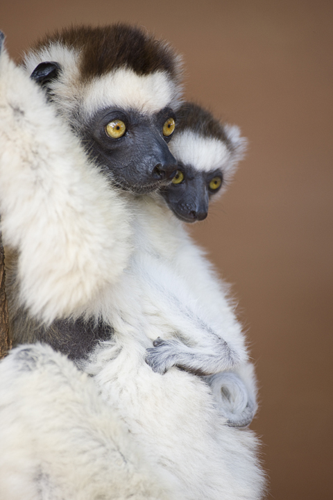 Verreaux Sifaka Mother and Baby, Berenty Reserve, Madagascar