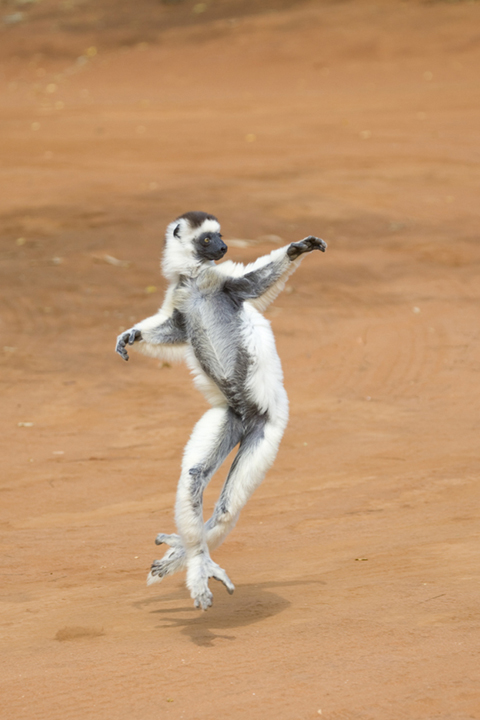 Dancing Sifaka on the Sand of Berenty Reserve, Madagascar