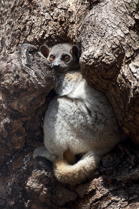 Lepi Lemur in Tree Home, Kirindy Forest, Madagascar