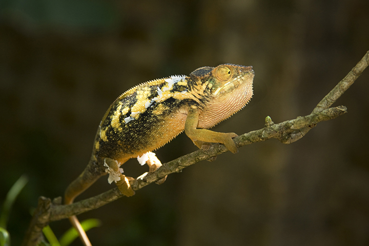 Molting Panther Chameleon, La Maroka, Madagascar