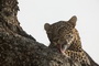 Africa's Big Cats