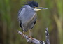 Infocusphotos : South African Bird Photos