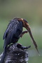 Infocusphotos : South African Bird Photos