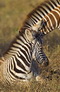 Infocusphotos : South African Wildlife Photos