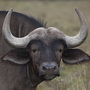 Infocusphotos : South African Wildlife Photos