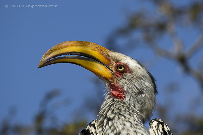 Infocusphotos : WBDIG124 Southern Yellow-billed Hornbill (Tockus leucomelas) Perching in Acacia Tree, Okonjima, Namibia