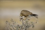Infocusphotos : WBDIG137 Greater Kestrel (Falco rupicoloides) Preening, Etosha National Park, Namibia