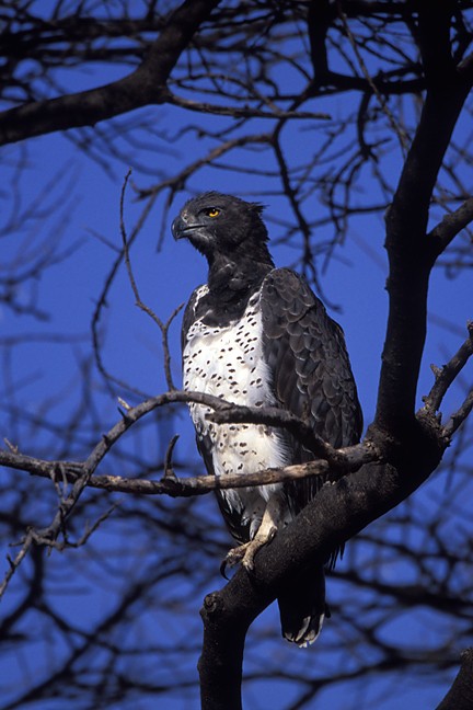 Infocusphotos : Africa, Serengeti - Martial Eagle
