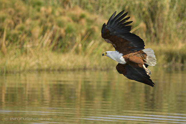 Infocusphotos : WBDIG166 African Fish Eagle (Halaeetus vocifer) Taking Off, Okavango, Shakawe, Northwest Botswana