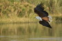 Infocusphotos : WBDIG166 African Fish Eagle (Halaeetus vocifer) Taking Off, Okavango, Shakawe, Northwest Botswana