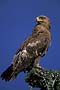 Africa, Serengeti - Tawny Eagle
