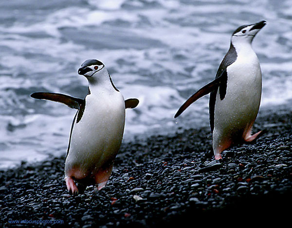 Infocusphotos : Antarctica, Deception Island - Chinstrap Penguins Dancing