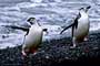 Infocusphotos : Antarctica, Deception Island - Chinstrap Penguins Dancing
