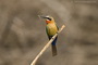 Infocusphotos : WBDIG184 White-fronted Bee-eater (Merops bullockoides) Catching Dragonfly, Okavango Panhandle, Botswana