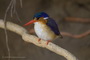 Infocusphotos : WBDIG224White-breasted African Pygmy-Kingfisher (Ispidina picta), Okavango Panhandle, Botswana