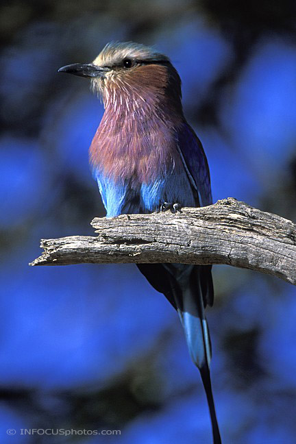 Infocusphotos : Africa, Serengeti - Lilac-breasted Roller