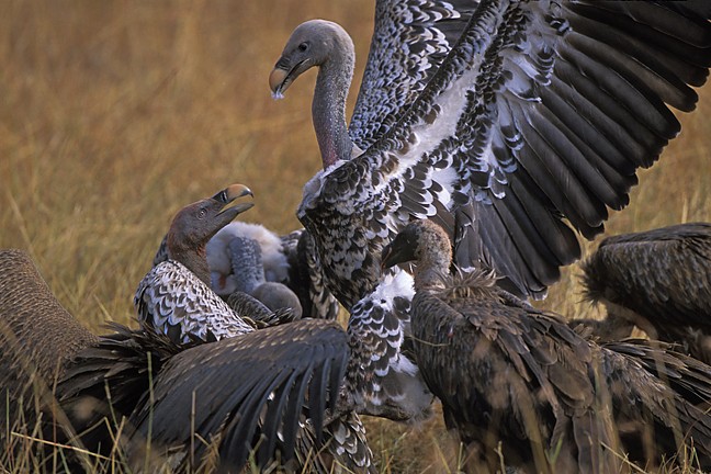 Infocusphotos : Africa, Serengeti - Nubian Vultures Battle Fight