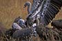 Africa, Serengeti - Nubian Vultures Battle Fight