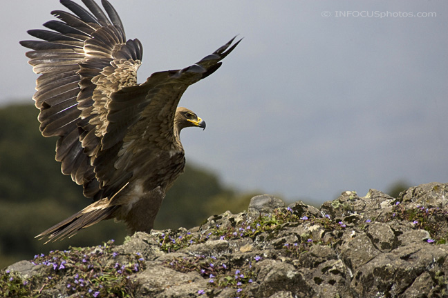 infocusphotos.com : Tawny Eagle Landing, Simien Mountains, Ethiopia