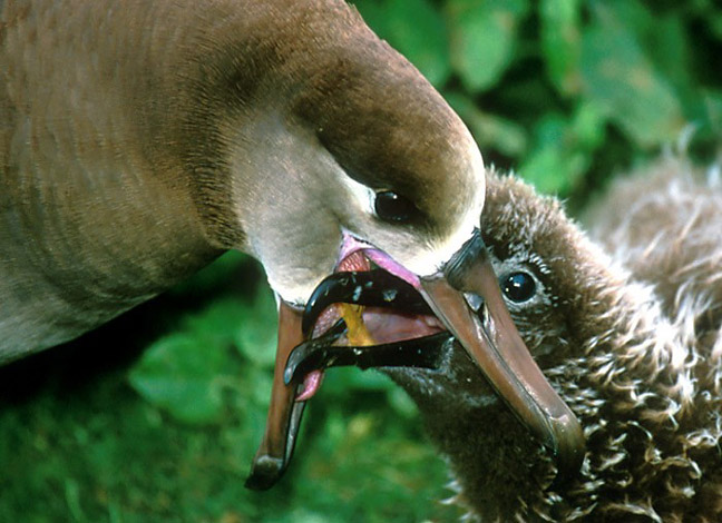 Black-footed Albatross Mother Chick Feeding
