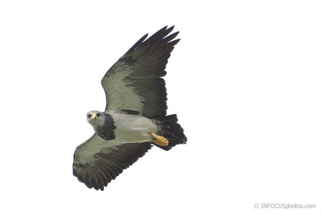 Infocusphotos : Black-breasted Buzzard Eagle Flying in Torres del Paine National Park, Chile