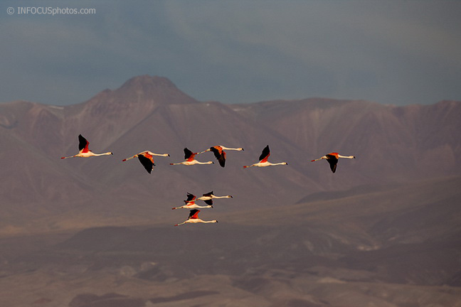 Infocusphotos : Andean Flamingoes Fly Past the Volcanoes of the Atacama Desert