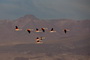 Andean Flamingoes Fly Past the Volcanoes of the Atacama Desert