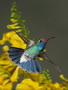 Infocusphotos : Birds, hummingbirds, Broad Billed, male, nature, southwest, Coronado National Forest, Madera Canyon, Arizona, wildlife