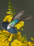 Infocusphotos : Birds, hummingbirds, Broad Billed, male, nature, southwest, Coronado National Forest, Madera Canyon, Arizona, wildlife