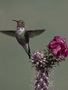 Infocusphotos : Male Calliope Hummingbird, Coronado National Forest, Madera Canyon, Arizona, wildlife