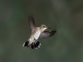 Infocusphotos : Female Calliope Hummingbirds, Coronado National Forest, Madera Canyon, Arizona, wildlife