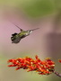 Infocusphotos : Female Broad-tailed Hummingbird, Coronado National Forest, Madera Canyon, Arizona, wildlife